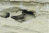 Northern Rough-winged Swallow