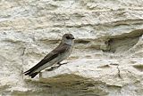 Northern Rough-winged Swallow