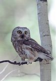 Northern Saw-whet Owlborder=