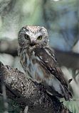 Northern Saw-whet Owl