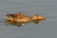 Northern Shoveler