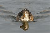 Northern Shoveler