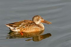 Northern Shoveler