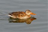 Northern Shoveler