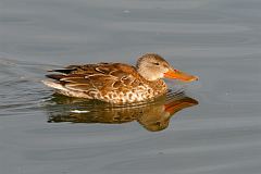 Northern Shoveler