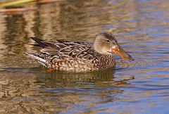 Northern Shoveler