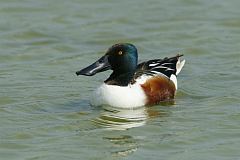 Northern Shoveler