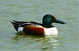 Northern Shoveler