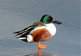 Northern Shoveler