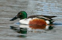 Northern Shoveler