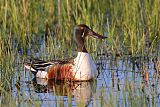 Northern Shoveler