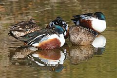 Northern Shoveler