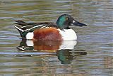 Northern Shoveler