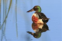 Northern Shoveler