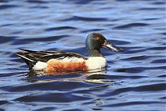 Northern Shoveler