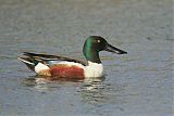 Northern Shoveler