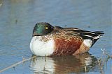 Northern Shoveler