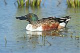 Northern Shoveler