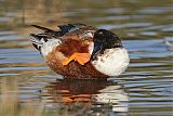 Northern Shoveler