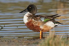 Northern Shoveler