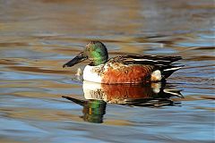 Northern Shoveler