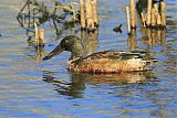 Northern Shoveler