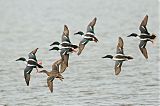 Northern Shoveler