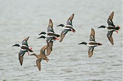 Northern Shoveler