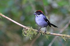 Northern Slaty Brushfinch