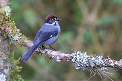 Northern Slaty Brushfinch