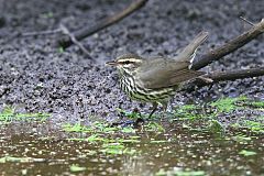 Northern Waterthrush