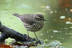 Northern Waterthrush