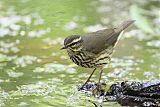 Northern Waterthrush