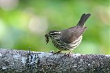 Northern Waterthrush