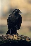 Northwestern Crow