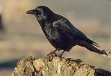 Northwestern Crow