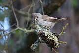 Oak Titmouseborder=