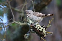 Oak Titmouse