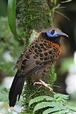 Ocellated Antbird