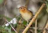 Ochraceous Wren