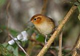 Ochraceous Wren