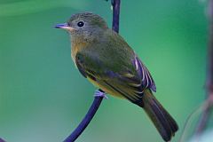 Ochre-bellied Flycatcher