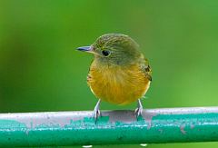 Ochre-bellied Flycatcher