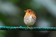 Ochre-breasted Antpitta