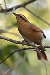 Ochre-breasted Foliage-gleaner