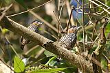 Ochre-collared Piculet