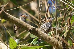 Ochre-collared Piculet