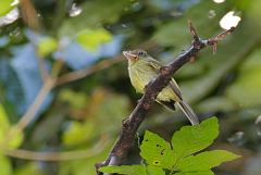 Western Olivaceous Flatbill