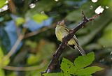 Olivaceous Flatbill