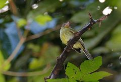 Western Olivaceous Flatbill